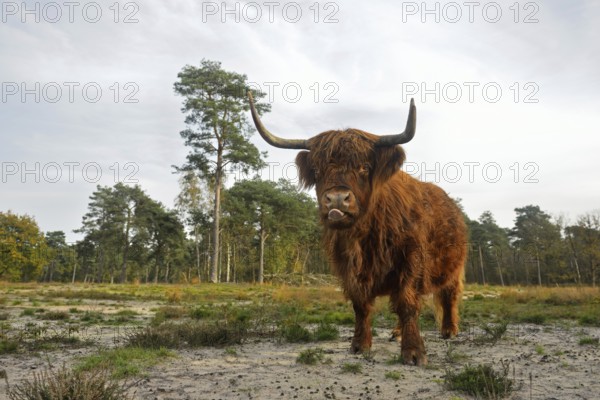 Rustic cattle breed... Highland cattle (Bos primigenius taurus), robust, good-natured grazing cattle, often used for landscape maintenance, funny picture, Netherlands, Western Europe