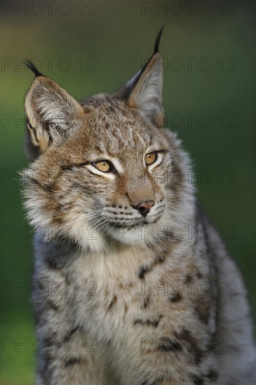 Detailed close-up... Eurasian lynx (Lynx lynx), head portrait of our largest native cat of prey, small cat, wild cat in best light, Germany, Western Europe