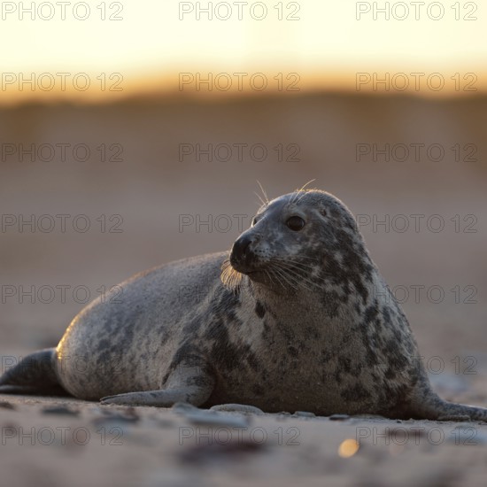 Watchful gaze... Grey seal (Halichoerus grypus), female grey seal in atmospheric light, North Sea, on the beach of Heligoland, native species, wildlife, Germany, Europe, Heligoland, Schleswig-Holstein, Western Europe