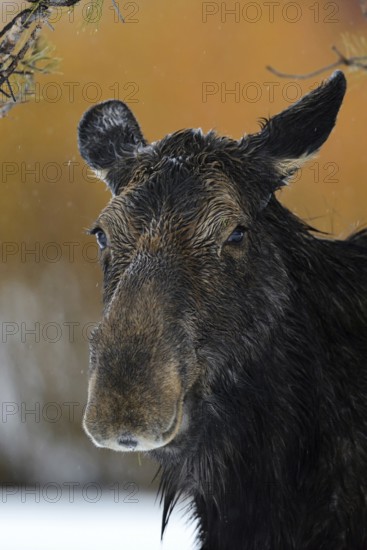 Cow elk... Elk (Alces alces) in winter in the rain, adult female, detailed head portrait, wildlife, Yellowstone, Grand Teton, Wyoming, USA, North America, United States of America, USA