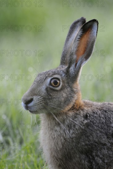Brown hare portrait... European hare (Lepus europaeus) with sharpened spoons, detailed close-up, translucent ears, wildlife, North Rhine-Westphalia, Germany, Western Europe