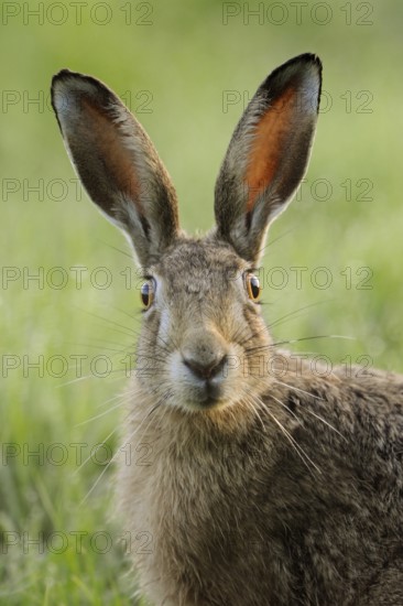 With big eyes... European hare (Lepus europaeus), hare looking directly into the camera, threatened by intensive agriculture, endangered, well-known native species, small game, North Rhine-Westphalia, Germany, Western Europe