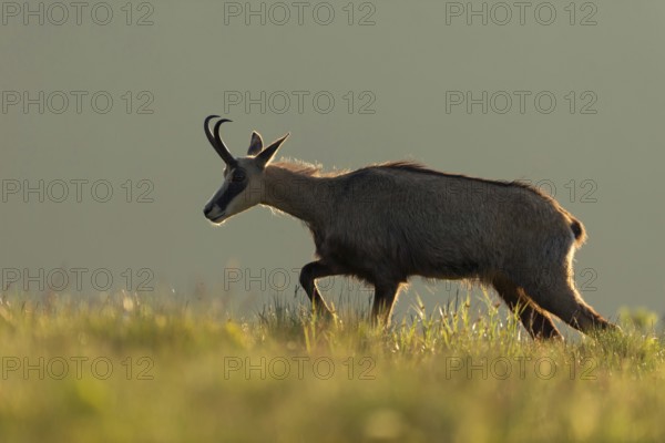 Early in the morning... Chamois (Rupicapra rupicapra) moving in atmospheric backlight over a light-flooded mountain meadow, wildlife, Europe, Hohneck, Vosges, France, Western Europe