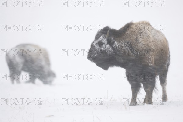 Tough as nails... American Bison (Bison bison) braving a blizzard, snowstorm, their fur covered in snow and ice during heavy snowfall and strong winds, Yellowstone, Wyoming, North America, United States of America
