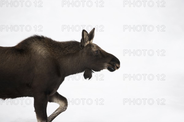 Bleed... Elk (Alces alces), young bull elk with freshly shed antlers, without antlers in winter, stomping through high snow, typical elk posture, funny picture, profile view, Yellowstone, Wyoming, North America, United States of America