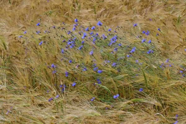 Blue cornflowers swaying in the wind in a brown cornfield, Germerode, Geo nature park Park Frau-Holle-Land, Hoher Meissner, Hesse, Germany