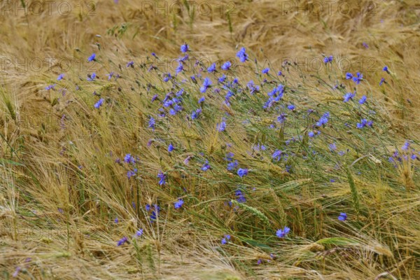 Cornflowers in a windswept cornfield convey peace and simplicity, Germerode, Geo nature park Park Frau-Holle-Land, Hoher Meissner, Hesse, Germany