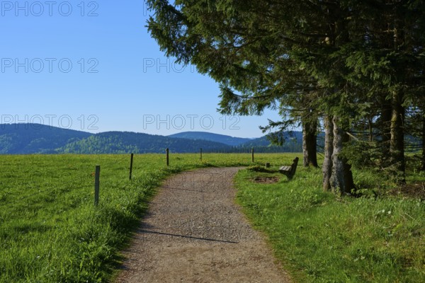 Gravel path through a green field with a bench, surrounded by trees and mountains in the background, spring, Schauinsland, Freiburg im Breisgau, Black Forest, Baden-Württemberg, Germany