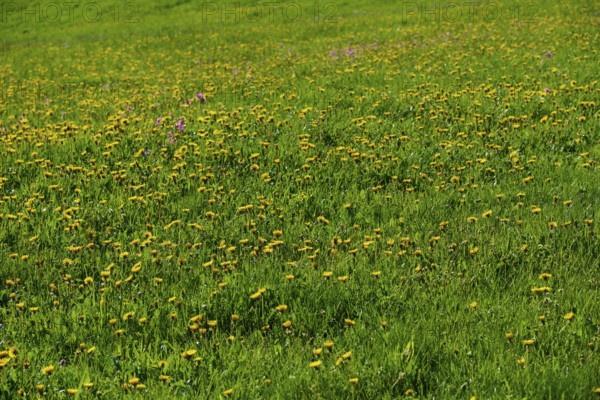 Meadow strewn with yellow dandelion flowers in a lively spring landscape, spring, Schauinsland, Freiburg im Breisgau, Black Forest, Baden-Württemberg, Germany