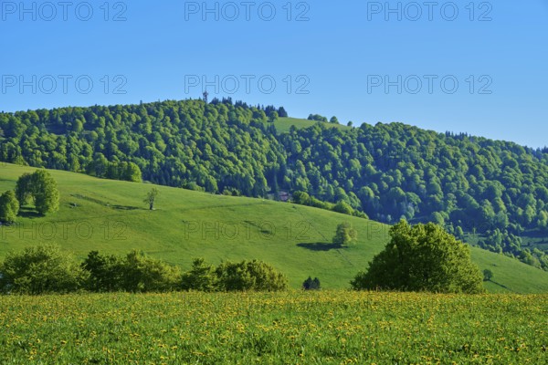 Mountain peak Schauinsland hilly landscape with dense forest and extensive meadows under a clear sky, spring, Schauinsland, Freiburg im Breisgau, Black Forest, Baden-Württemberg, Germany
