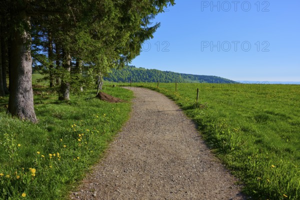 Straight hiking trail through green pastureland with trees on the side, clear sky, spring, Schauinsland, Freiburg im Breisgau, Black Forest, Baden-Württemberg, Germany