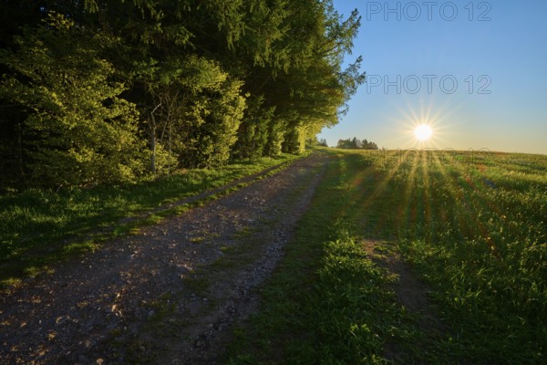 Evening sun shining through a forest along a path, radiant play of light, spring, Schauinsland, Freiburg im Breisgau, Black Forest, Baden-Württemberg, Germany