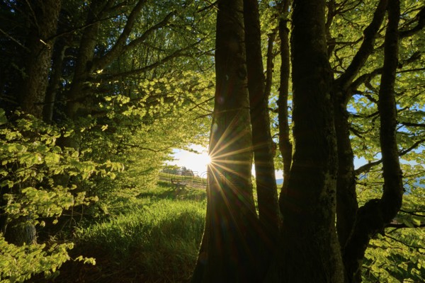 Sunbeams penetrate dense trees in a green, quiet forest, spring, Schauinsland, Freiburg im Breisgau, Black Forest, Baden-Württemberg, Germany