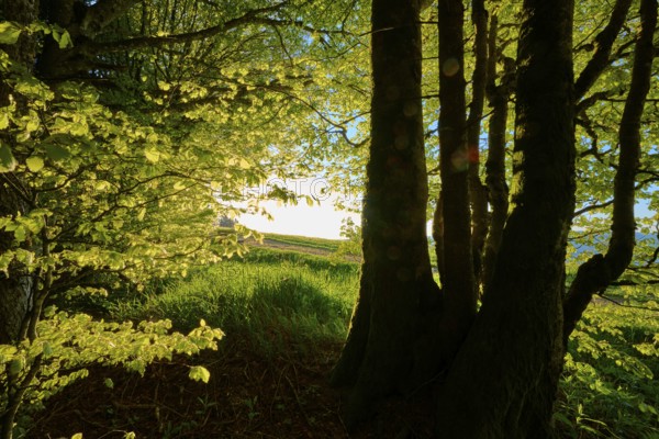 Sunlight floods through dense trees and creates a golden shadow play in the forest, spring, Schauinsland, Freiburg im Breisgau, Black Forest, Baden-Württemberg, Germany