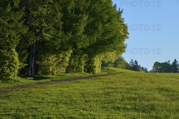 A quiet forest path at the edge of a meadow with dense tree cover, spring, Schauinsland, Freiburg im Breisgau, Black Forest, Baden-Württemberg, Germany