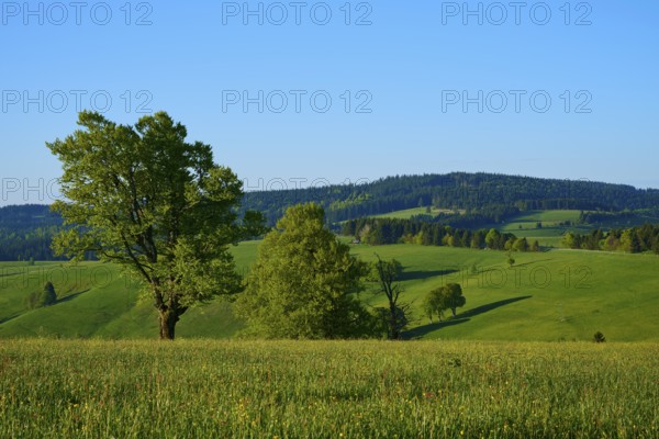 A green hilly landscape with scattered beech trees and a clear sky, spring, Schauinsland, Freiburg im Breisgau, Black Forest, Baden-Württemberg, Germany