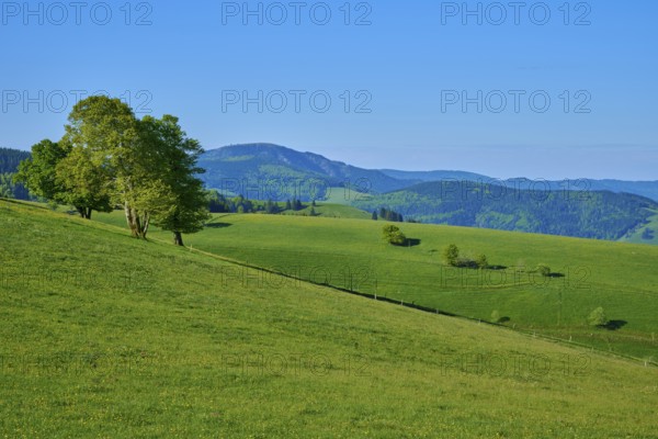 Hilly landscape with green meadows and mountains in the background, spring, Schauinsland, Freiburg im Breisgau, Black Forest, Baden-Württemberg, Germany