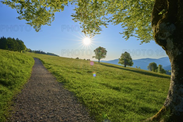A sunny landscape with a path on a green meadow, surrounded by beech trees, spring, Schauinsland, Freiburg im Breisgau, Black Forest, Baden-Württemberg, Germany