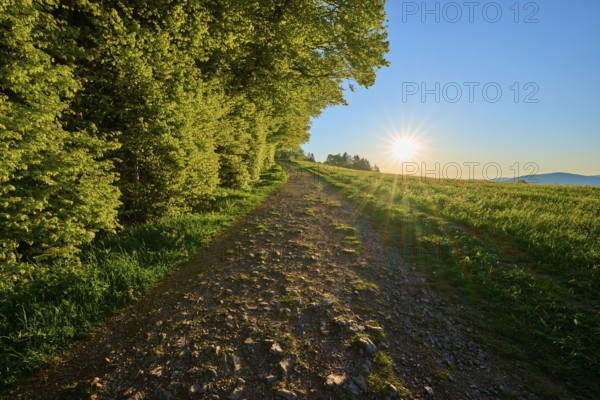 Rustic path lined with trees under bright evening sun, quiet landscape, spring, Schauinsland, Freiburg im Breisgau, Black Forest, Baden-Württemberg, Germany