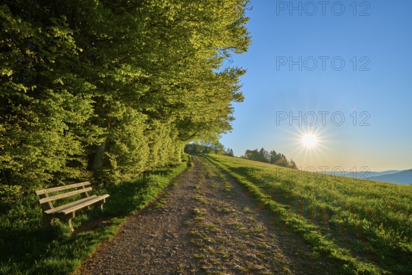 A quiet path with a bench leads through a green landscape under a clear sky, spring, Schauinsland, Freiburg im Breisgau, Black Forest, Baden-Württemberg, Germany