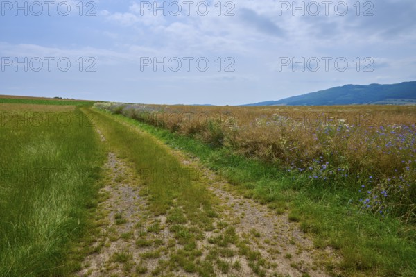 A narrow country lane runs between flowering meadows under a cloudy sky, Orferode, town of Bad Sooden-Allendorf, Werra-Meißner district, Hesse, Germany