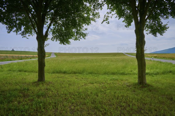 Two trees frame the view of a wide meadow lined with roads with a cloudy sky, Orferode, town of Bad Sooden-Allendorf, Werra-Meißner-Kreis, Hesse, Germany