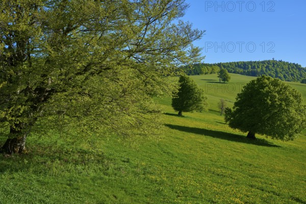Green beech trees on hills with flowering meadows under a blue sky, idyllic nature, spring, Schauinsland, Freiburg im Breisgau, Black Forest, Baden-Württemberg, Germany
