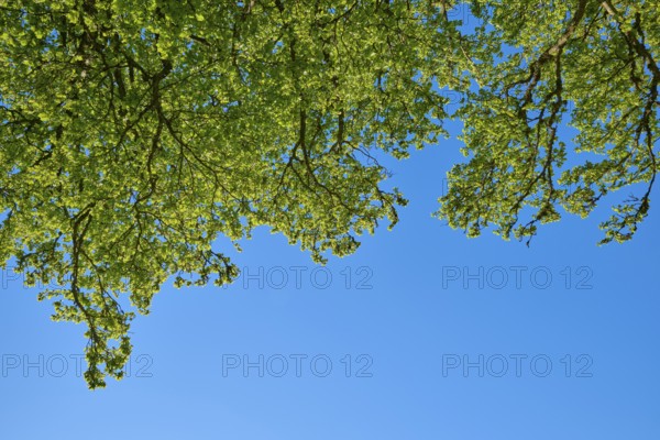 Perspective of the beech tree tops against the clear blue sky, fresh spring green, spring, Schauinsland, Freiburg im Breisgau, Black Forest, Baden-Württemberg, Germany