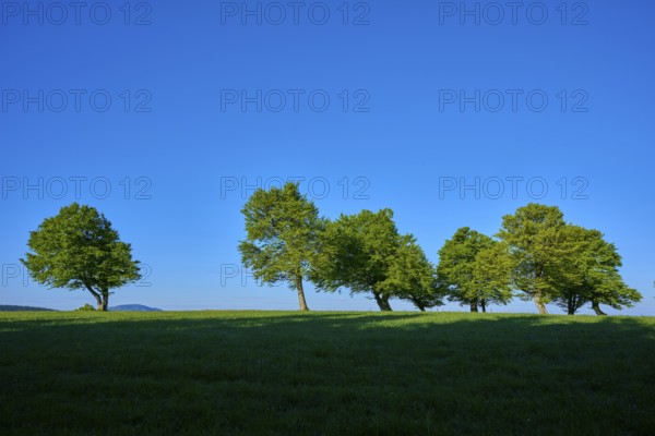 Green trees in a meadow under a clear blue sky, spring, Schauinsland, Freiburg im Breisgau, Black Forest, Baden-Württemberg, Germany