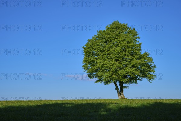 A single green beech tree stands on a green meadow under a blue sky, spring, Schauinsland, Freiburg im Breisgau, Black Forest, Baden-Württemberg, Germany