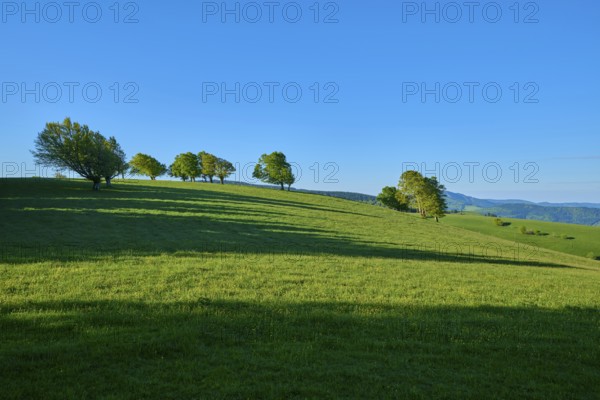 Sunny hilly terrain with long shadows and scattered wind beech trees, spring, Schauinsland, Freiburg im Breisgau, Black Forest, Baden-Württemberg, Germany