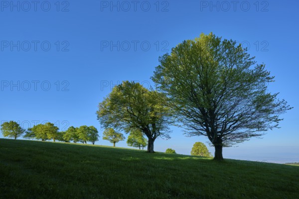 Green beech trees in a meadow under a clear blue sky, quiet nature atmosphere, spring, Schauinsland, Freiburg im Breisgau, Black Forest, Baden-Württemberg, Germany
