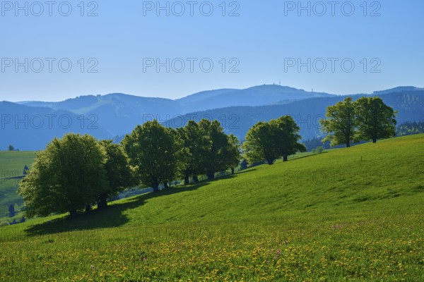Gentle hills with beech trees in the foreground and mountainous silhouette in the background under a blue sky, spring, Schauinsland, Freiburg im Breisgau, Black Forest, Baden-Württemberg, Germany