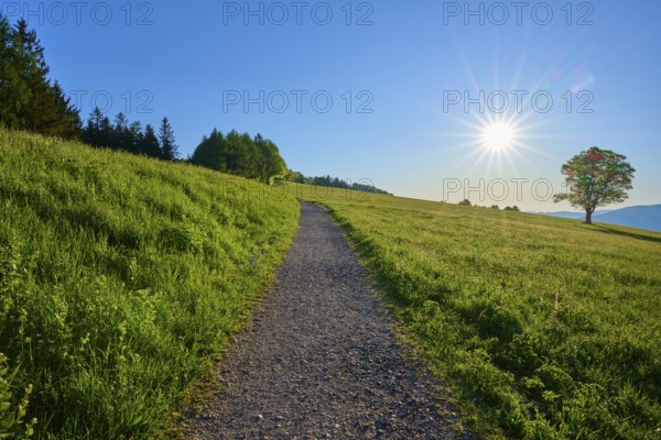 A narrow path leads through a sunny meadow, a tree in the background, clear blue sky, spring, Schauinsland, Freiburg im Breisgau, Black Forest, Baden-Württemberg, Germany
