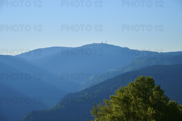 Feldberg in the background with trees in the foreground in the morning light, spring, Feldberg, Freiburg im Breisgau, Black Forest, Baden-Württemberg, Germany