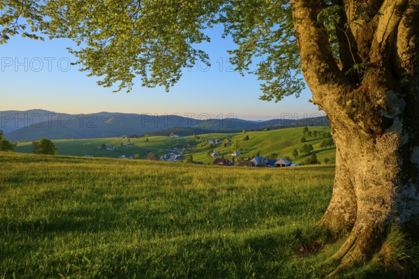 A tree offers views over a village and hills at sunrise, the landscape is green and expansive, spring, Schauinsland, Freiburg im Breisgau, Black Forest, Baden-Württemberg, Germany