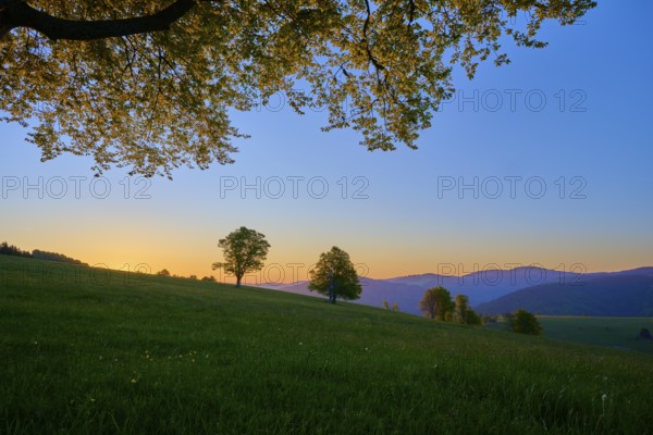 Green meadow with trees and dawn in the background, quiet natural landscape, spring, Schauinsland, Freiburg im Breisgau, Black Forest, Baden-Württemberg, Germany