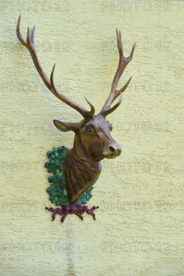 A stag's head with antlers on a yellow wall, decorative and rustic, Triberg im Schwarzwald, Schwarzwald-Baar-Kreis, Black Forest, Baden-Württemberg, Germany