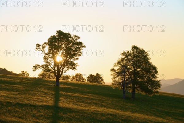 Rays of light break through treetops during a sunrise in a meadow, spring, Schauinsland, Freiburg im Breisgau, Black Forest, Baden-Württemberg, Germany