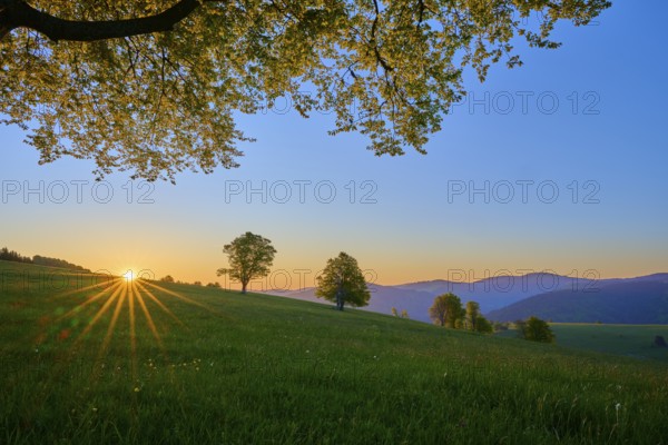 Green meadow with trees and sunrise on the horizon, peaceful nature atmosphere, spring, Schauinsland, Freiburg im Breisgau, Black Forest, Baden-Württemberg, Germany