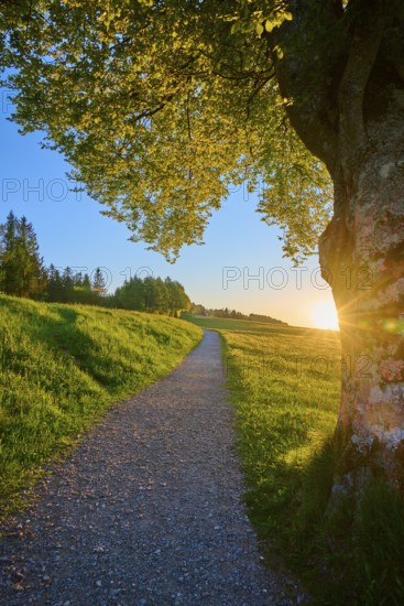 A tree at the edge of the path at sunrise, a quiet hiking trail stretches along the meadow, spring, Schauinsland, Freiburg im Breisgau, Black Forest, Baden-Württemberg, Germany