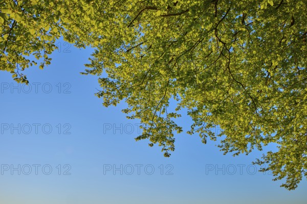 Green leaves of a tree shine in front of a clear blue sky in the sunlight, spring, Schauinsland, Freiburg im Breisgau, Black Forest, Baden-Württemberg, Germany