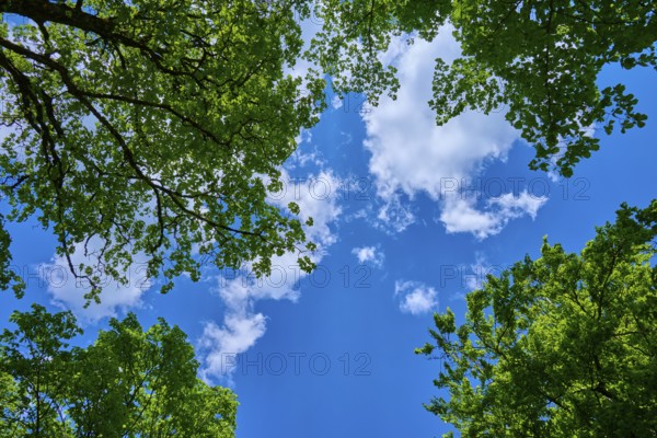 View of green treetops against a blue, cloudy sky, Triberg im Schwarzwald, Schwarzwald-Baar-Kreis, Black Forest, Baden-Württemberg, Germany