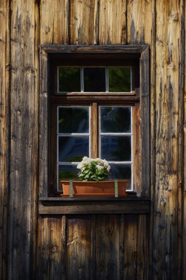 Rustic wooden window with flower box full of flowers in natural light, Triberg im Schwarzwald, Schwarzwald-Baar-Kreis, Black Forest, Baden-Württemberg, Germany