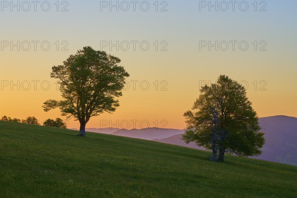 Two trees on a hilly meadow at sunrise, the sky glows in orange tones, spring, Schauinsland, Freiburg im Breisgau, Black Forest, Baden-Württemberg, Germany