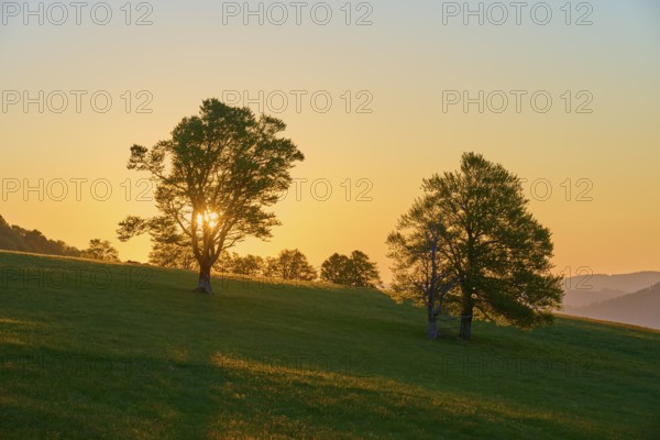Sunlight breaking through treetops in a meadow at sunrise, spring, Schauinsland, Freiburg im Breisgau, Black Forest, Baden-Württemberg, Germany