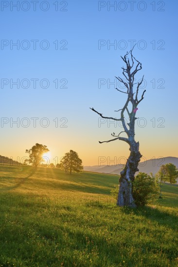 A withered tree during sunrise with play of light on the meadow, spring, Schauinsland, Freiburg im Breisgau, Black Forest, Baden-Württemberg, Germany