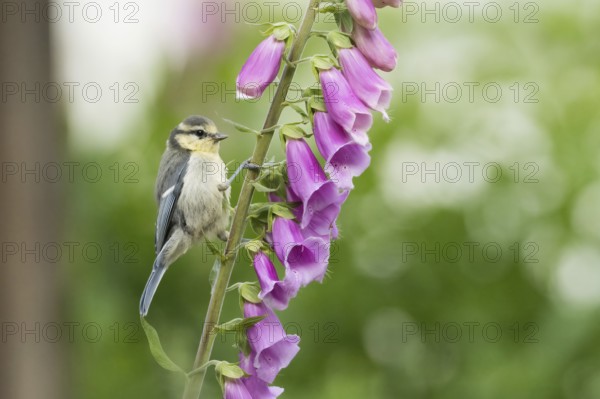 Blue tit (Cyanistes caeruleus, Parus caeruleus) sitting on a purple flower, foxglove (Digitalis) in the middle of a green environment, Hesse, Germany