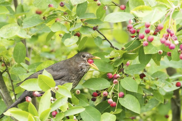 A female blackbird (Turdus merula) eats red berries, European monkey-hat (Euonymus europaeus), amidst dense green leaves, Hesse, Germany