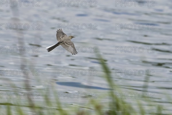 A white wagtail (Motacilla alba), juvenile, flying just above the water surface, grass in the foreground, Hesse, Germany